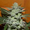 DESCONOCIDA KUSH FEMINIZADA (DELLICIOUS SEEDS)