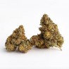 AMNESIA CBD