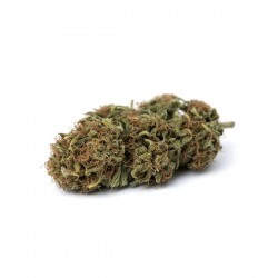 MOBY DICK CBD