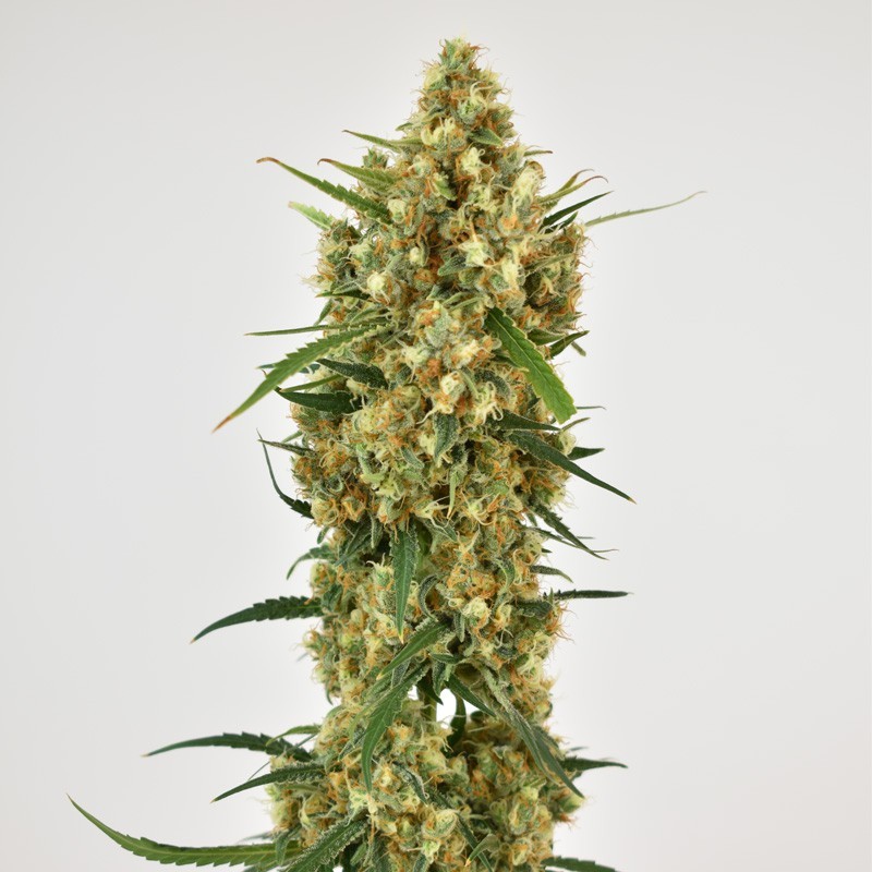 SNOW BUD (DUTCH PASSON SEEDS)