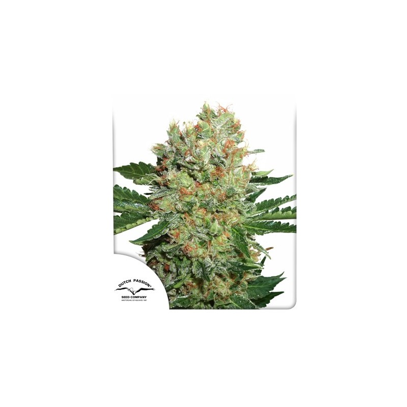 BRAINSTORM FEMINIZADA (DUTCH PASSION)