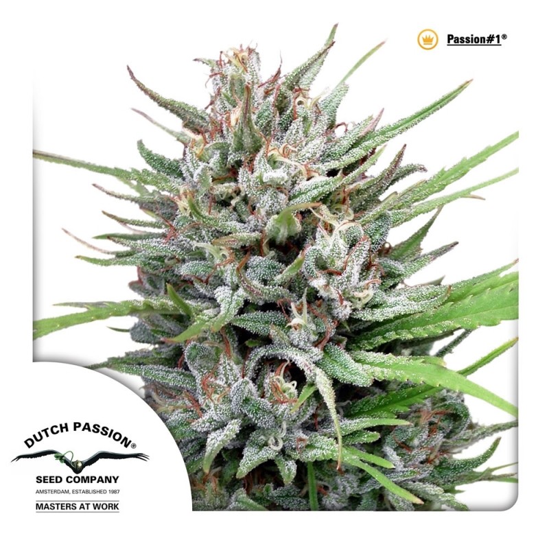 PASSION 1 (DUTCH PASSION SEEDS) FEMINIZADA