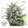 PASSION 1 (DUTCH PASSION SEEDS) FEMINIZADA