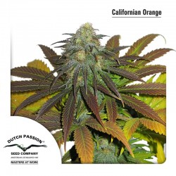 CALIFORNIAN ORANGE (DUTCH...