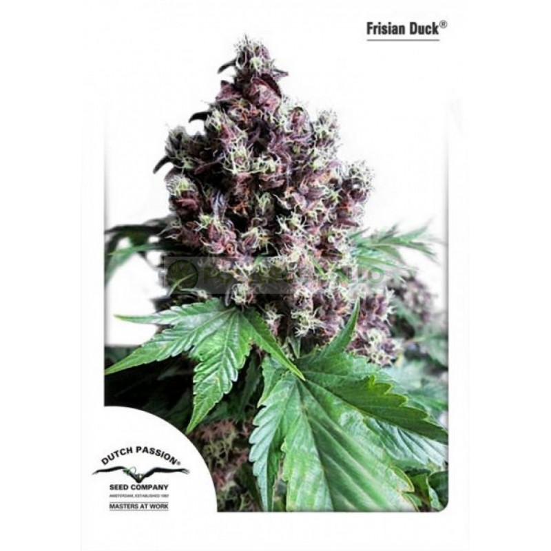 FRISIAN DUCK FEMINIZADA (DUTCH PASSION SEEDS)