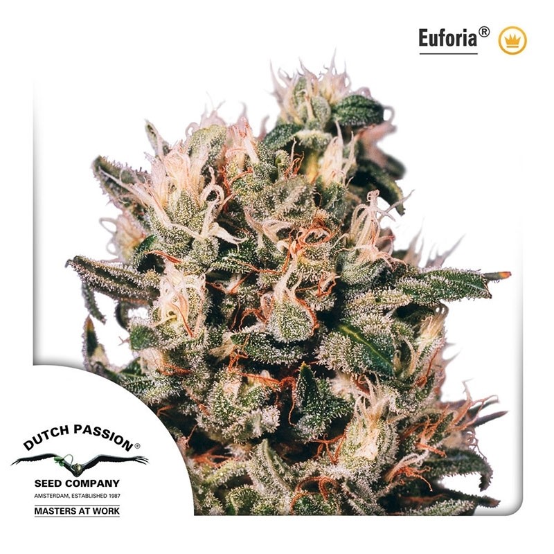 EUFORIA (DUTCH PASSION) FEMINIZADA