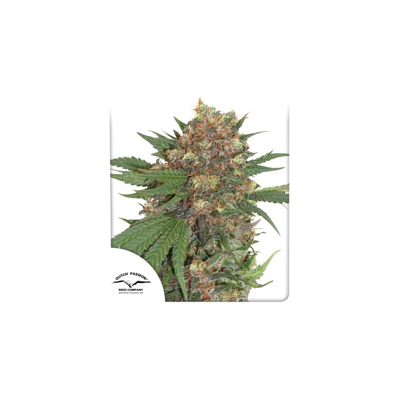 MASTERKUSH (DUTCH PASSION SEEDS) FEMINIZADA