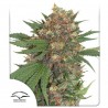 MASTERKUSH (DUTCH PASSION SEEDS) FEMINIZADA