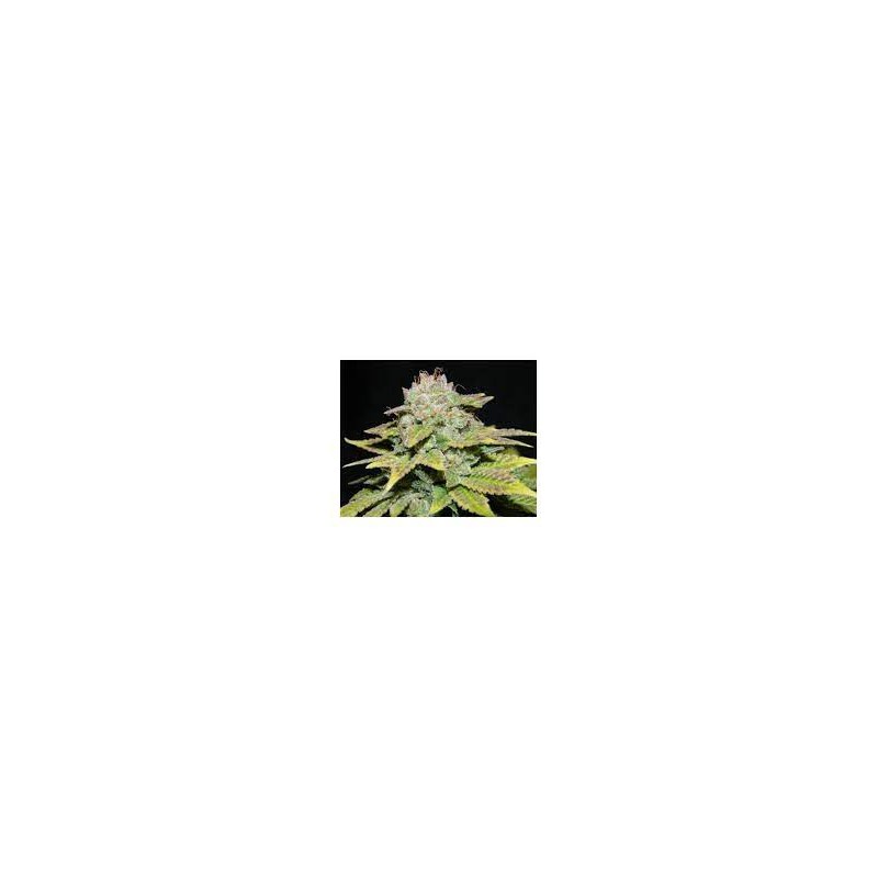 PAINKILLER FEMINIZADA (DR. UNDERGROUND SEEDS)