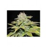PAINKILLER FEMINIZADA (DR. UNDERGROUND SEEDS)