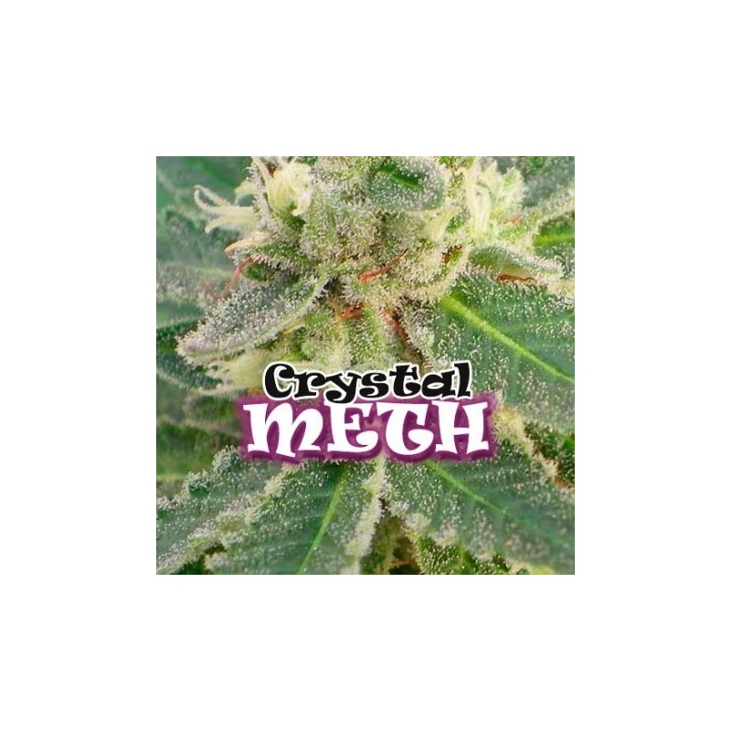 CRYSTAL M.E.T.H. FEMINIZADA (DR. UNDERGROUND SEEDS)