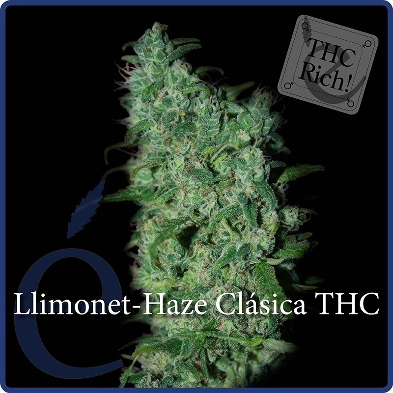 LLIMONET HAZE FEMINIZADA (ELITE SEEDS)
