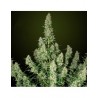 Magnum - 50 Auto (Buddha Seeds)