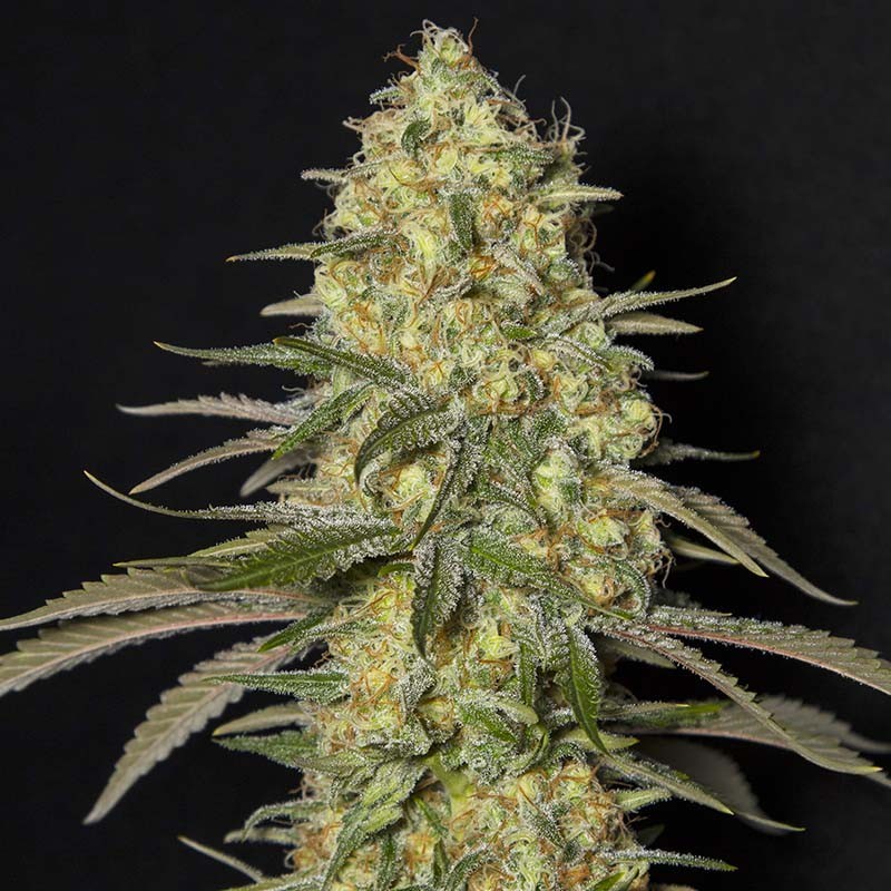 BLACK DREAM (EVA SEEDS) FEMINIZADA