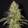 BLACK DREAM (EVA SEEDS) FEMINIZADA
