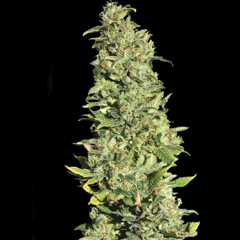 HIGH LEVEL (EVA SEEDS)