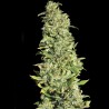 HIGH LEVEL (EVA SEEDS)