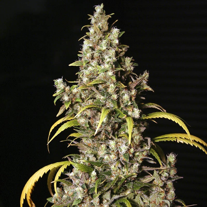 MONSTER FEMINIZADA (EVA SEEDS)