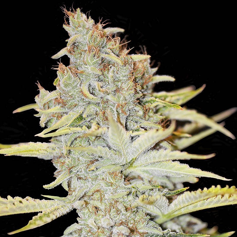 FURIOUS CANDY (EVA SEEDS) FEMINIZADA