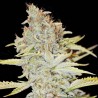 FURIOUS CANDY (EVA SEEDS) FEMINIZADA