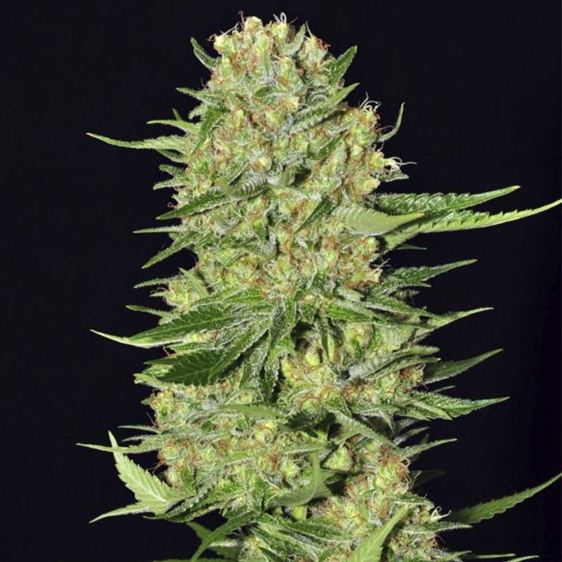 VENENO FEMINIZADA (EVA SEEDS)