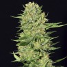 VENENO FEMINIZADA (EVA SEEDS)