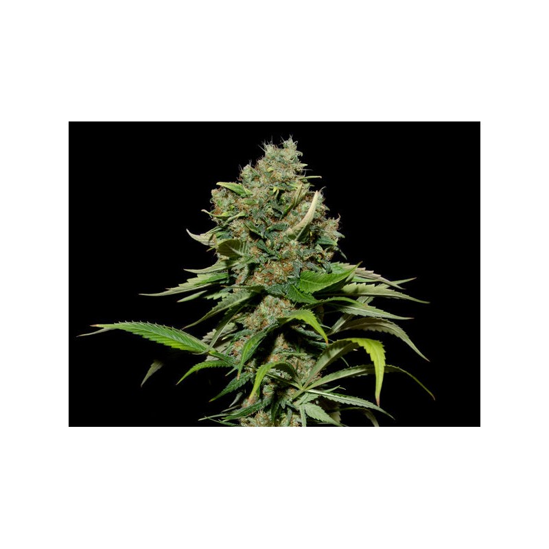 EXCALIBUR FEMINIZADA (EVA SEEDS)