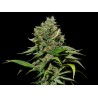 EXCALIBUR FEMINIZADA (EVA SEEDS)