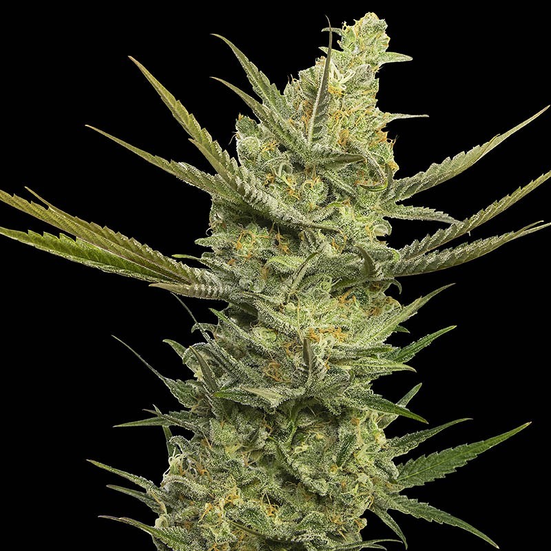 GIPSY HAZE (EVA SEEDS) FEMINIZADA