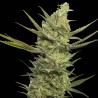 GIPSY HAZE (EVA SEEDS) FEMINIZADA