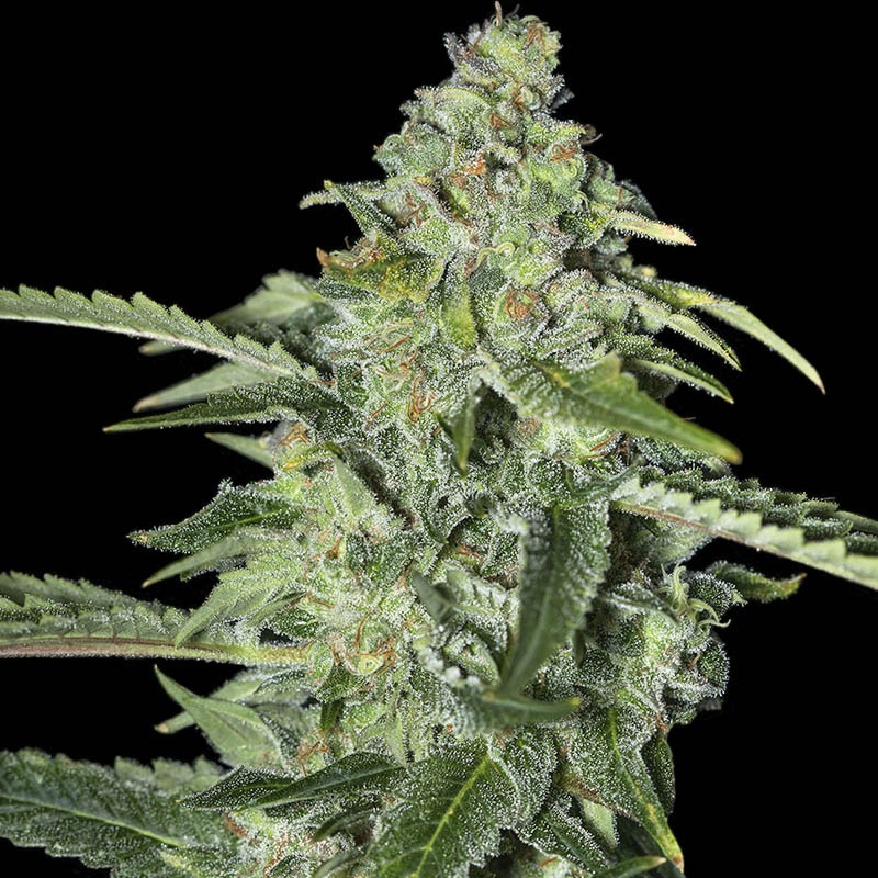 TNT KUSH CBD (EVA SEEDS)