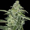 TNT KUSH CBD (EVA SEEDS)