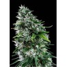 KRITIKAL BILBO X AK-47 (GENEHTIK SEEDS)