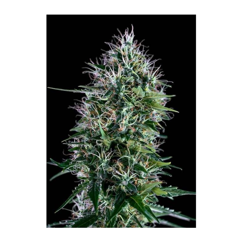 OG LEMON BILBO FEMINIZADA (GENEHTIK SEEDS)