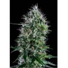 OG LEMON BILBO FEMINIZADA (GENEHTIK SEEDS)