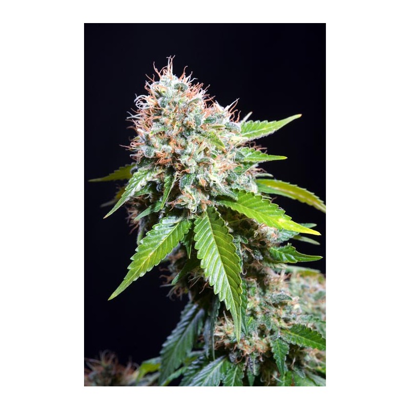 ZURI WIDOW (GENEHTIK SEEDS)