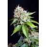ZURI WIDOW (GENEHTIK SEEDS)