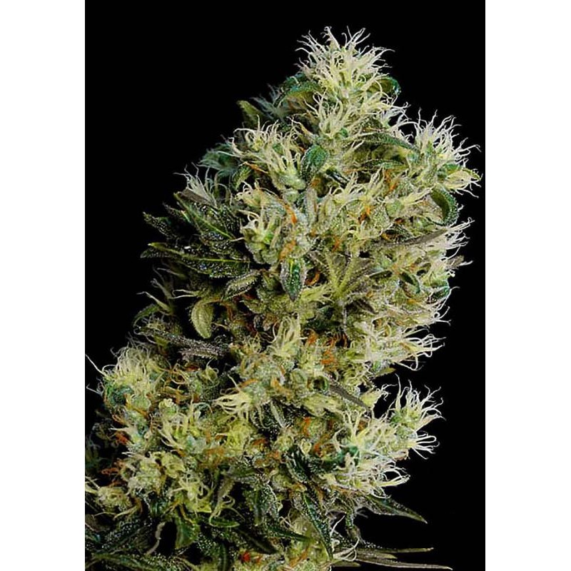 AMNESIA BILBO FEMINIZADA (GENEHTIK SEEDS)