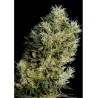 AMNESIA BILBO FEMINIZADA (GENEHTIK SEEDS)