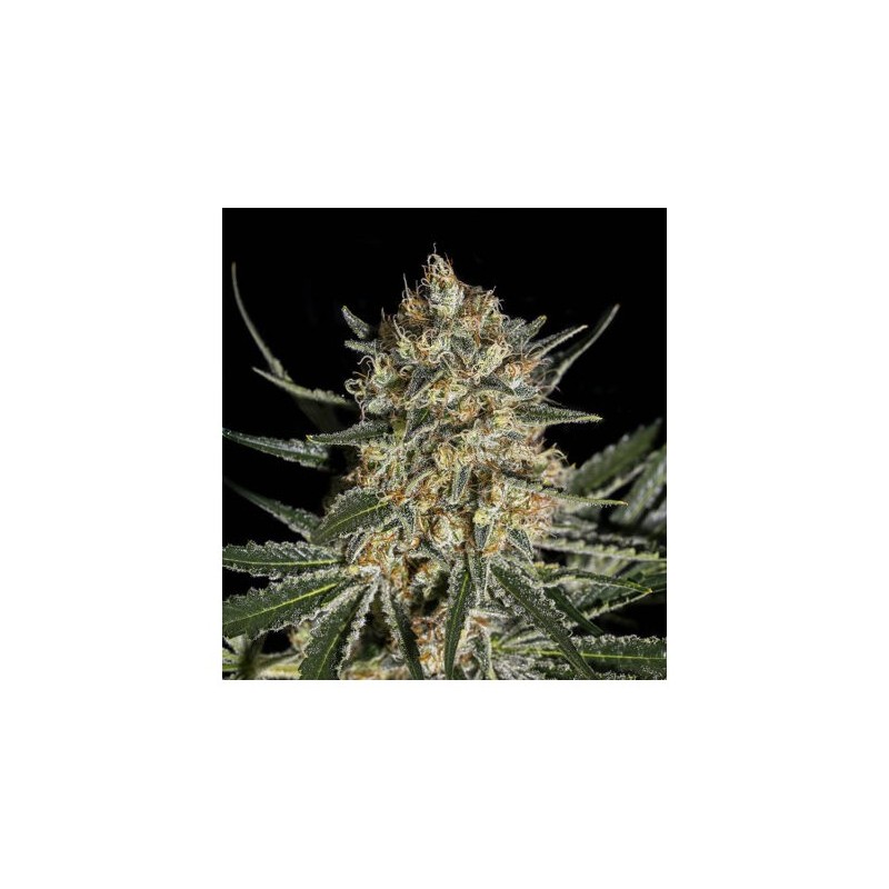 FACE OFF OG BILBO FEMINIZADA (GENEHTIK SEEDS)