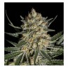 FACE OFF OG BILBO FEMINIZADA (GENEHTIK SEEDS)