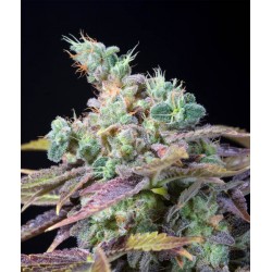 TXOMANGO (GENEHTIK SEEDS)