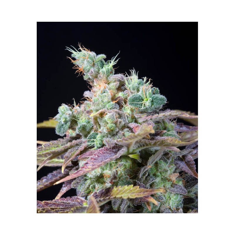TXOMANGO (GENEHTIK SEEDS)