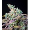 TXOMANGO (GENEHTIK SEEDS)