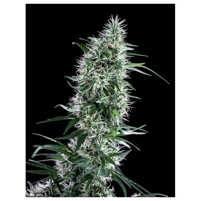 SANTA BILBO FEMINIZADA (GENEHTIK SEEDS)