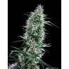 SANTA BILBO FEMINIZADA (GENEHTIK SEEDS)