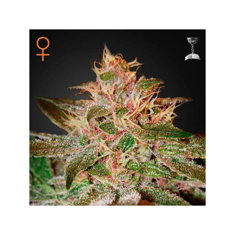 PURE KUSH FEMINIZADA (GREEEN HOUSE SEEDS)