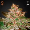 PURE KUSH FEMINIZADA (GREEEN HOUSE SEEDS)