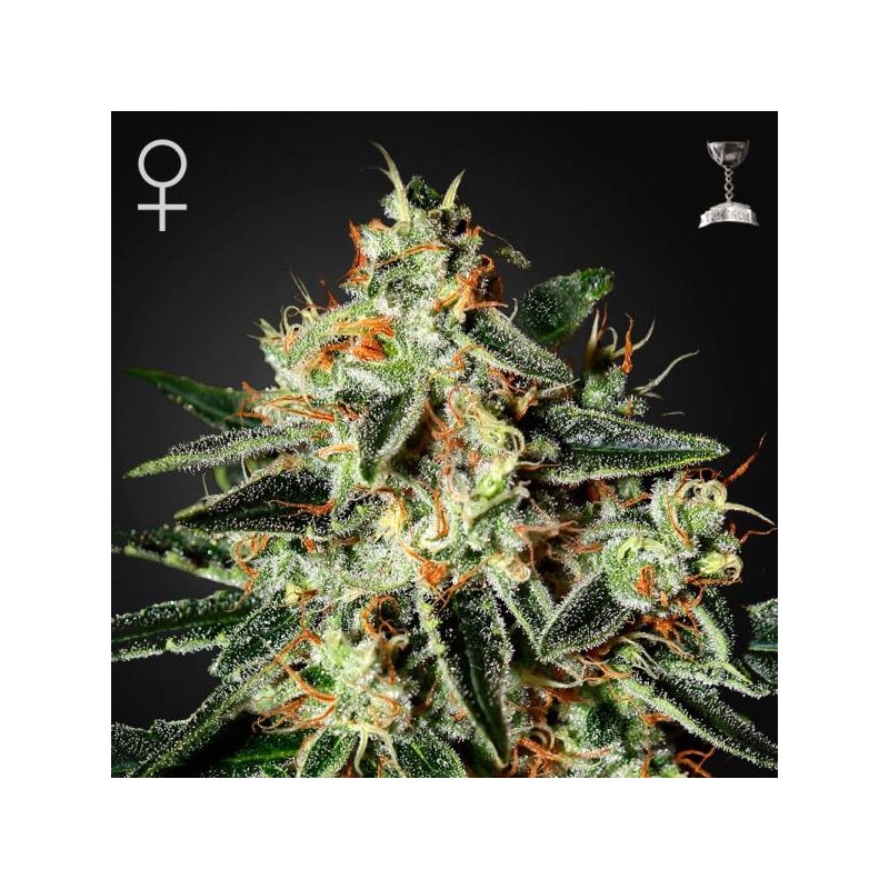 GH CHEESE FEMINIZADA (GREEN HOUSE)