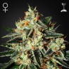 GH CHEESE FEMINIZADA (GREEN HOUSE)